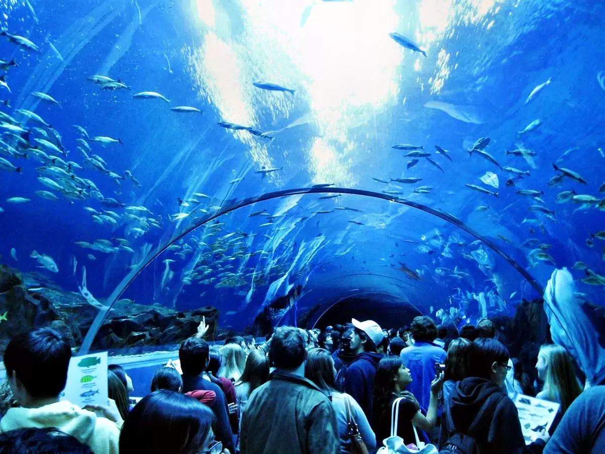 Marine aquarium. Marine Life Park, Сингапур. Аквариум Джорджии Атланта. Аквариум в Атланте Джорджия США. Океанариум Georgia Aquarium.